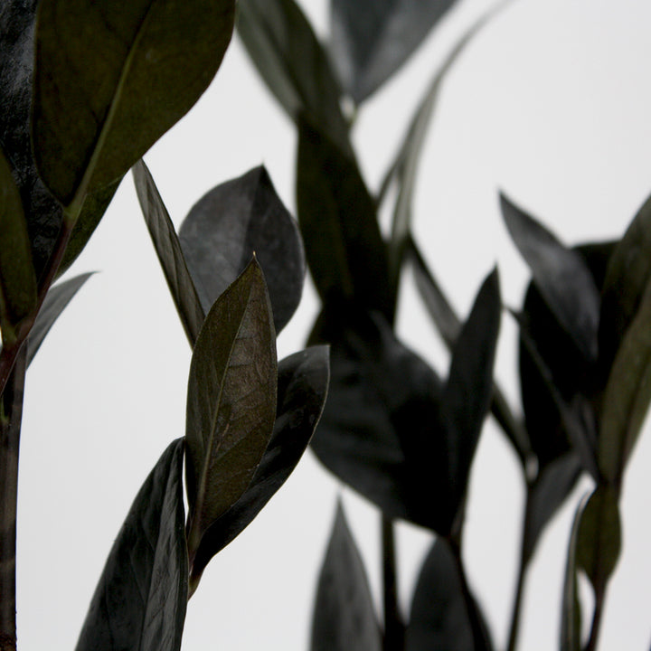 Zamioculcus zamiifolia 'Oscura' ZZ Plant, 4 Inch Houseplant