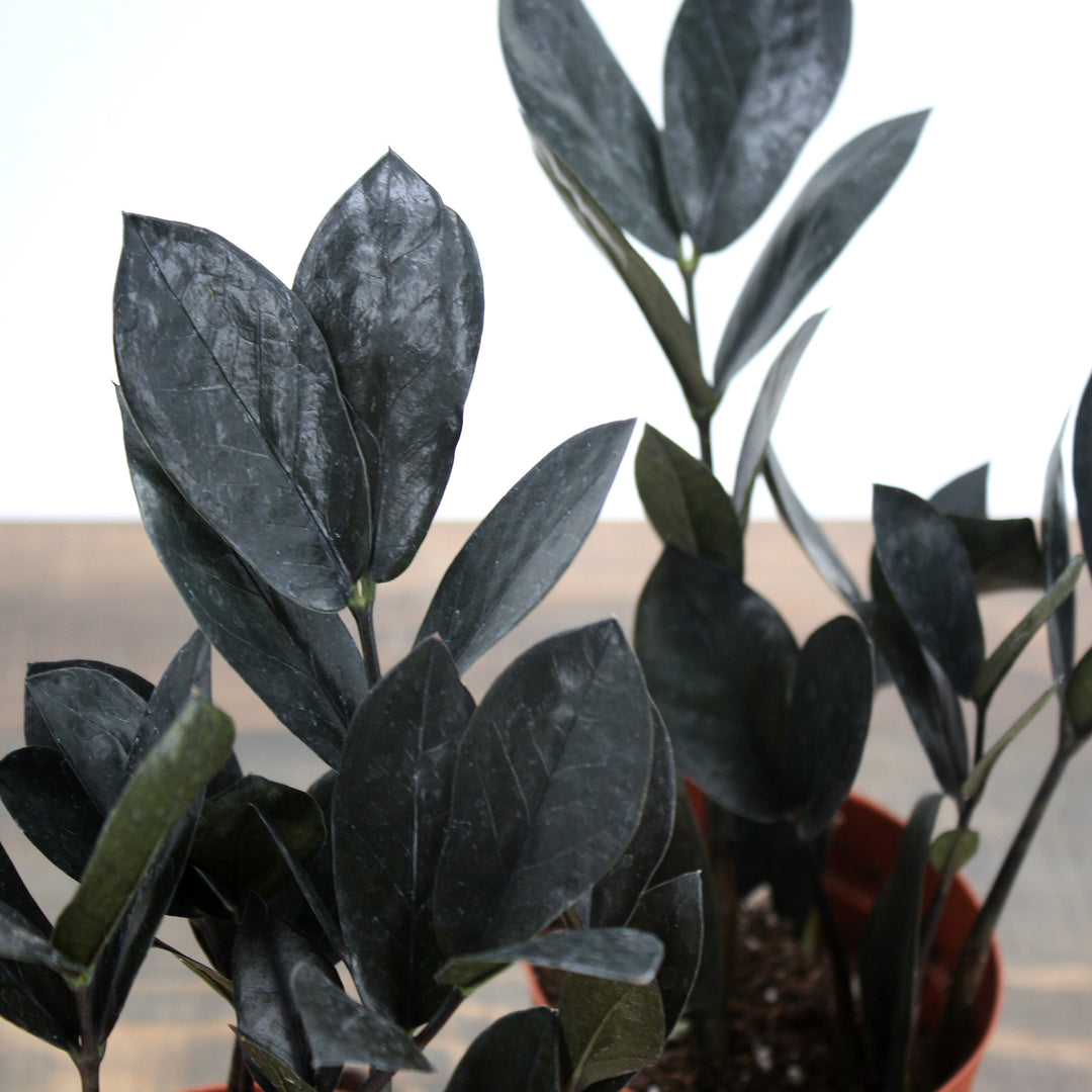 Zamioculcus zamiifolia 'Oscura' ZZ Plant, 4 Inch Houseplant