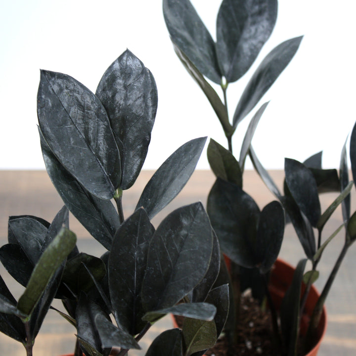 Zamioculcus zamiifolia 'Oscura' ZZ Plant, 4 Inch Houseplant