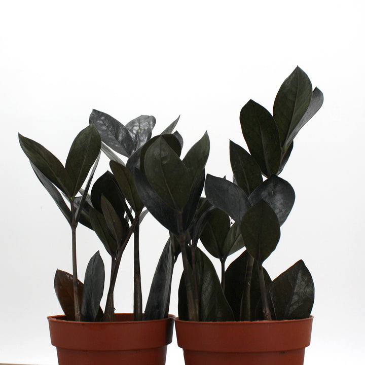 Zamioculcus zamiifolia 'Oscura' ZZ Plant, 4 Inch Houseplant