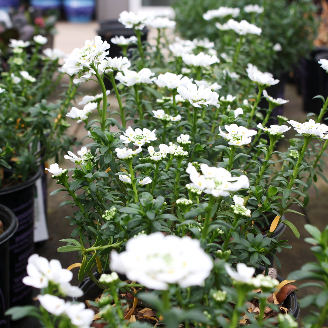 Iberis sempervirens 'Snowflake' Candytuft, 1 Gallon Perennial