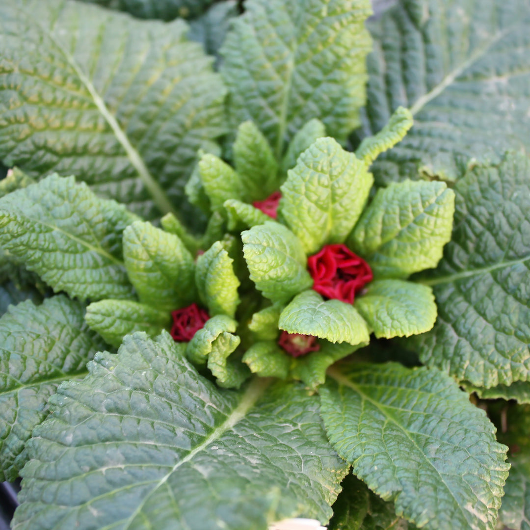 Primula vulgaris 'Belarina Carmen' Primrose, 4 Inch Perennial