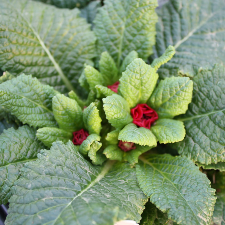 Primula vulgaris 'Belarina Carmen' Primrose, 4 Inch Perennial