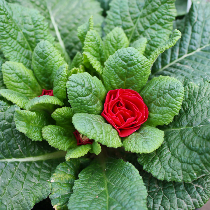 Primula vulgaris 'Belarina Carmen' Primrose, 4 Inch Perennial