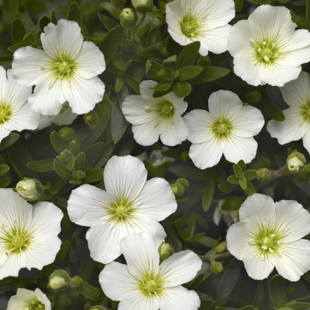 Arenaria montana 'Summer White' Mountain Sandwort, 1 Gallon Perennial