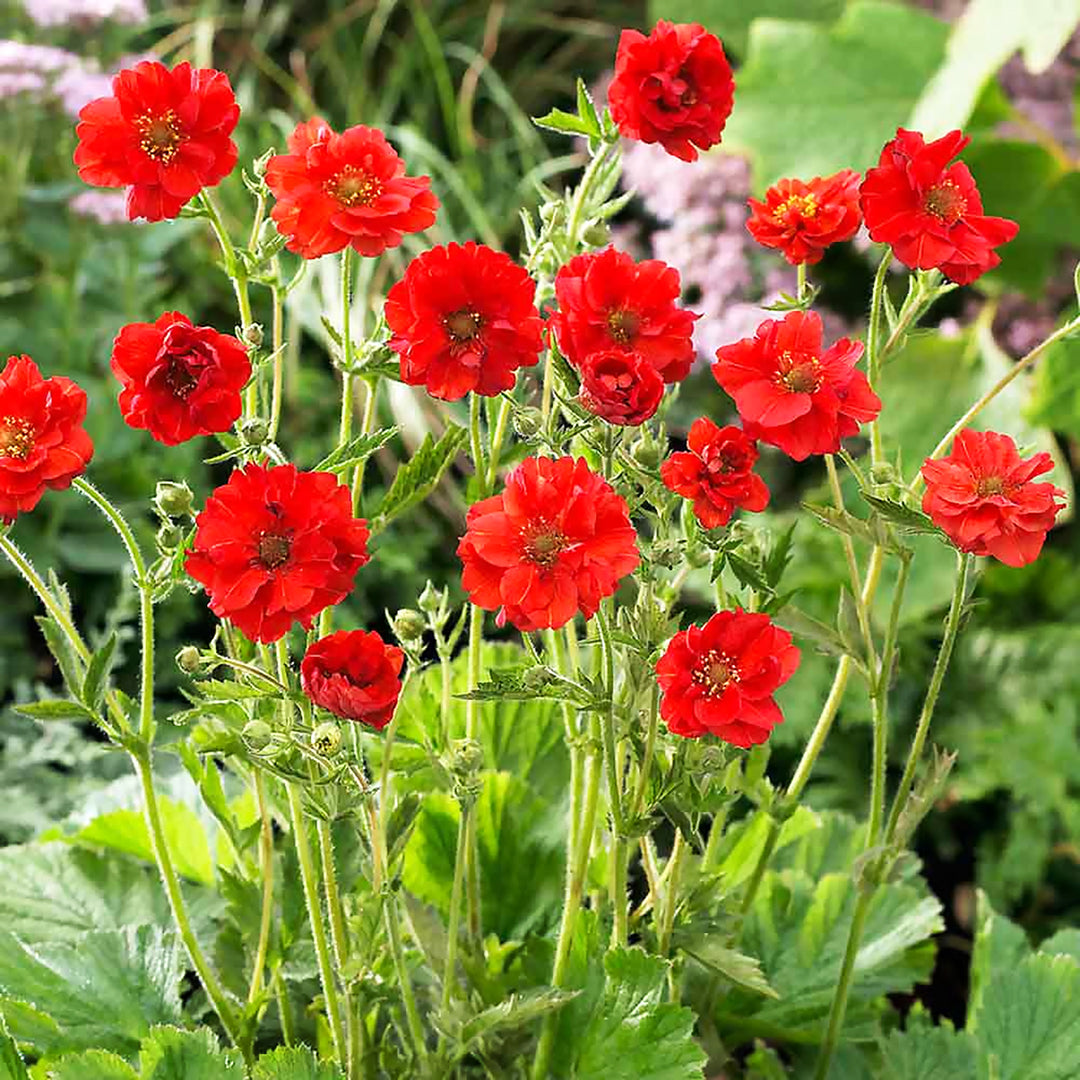 Geum chiloense 'Mrs. J. Bradshaw' Geum, 1 Gallon Perennial