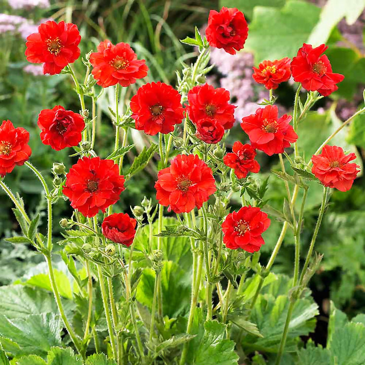Geum chiloense 'Mrs. J. Bradshaw' Geum, 1 Gallon Perennial
