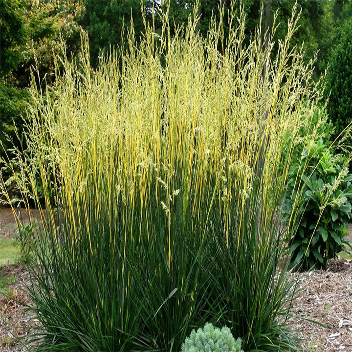 Festuca glauca 'Glow Sticks' PP34648 Fescue, 1 Gallon Perennial