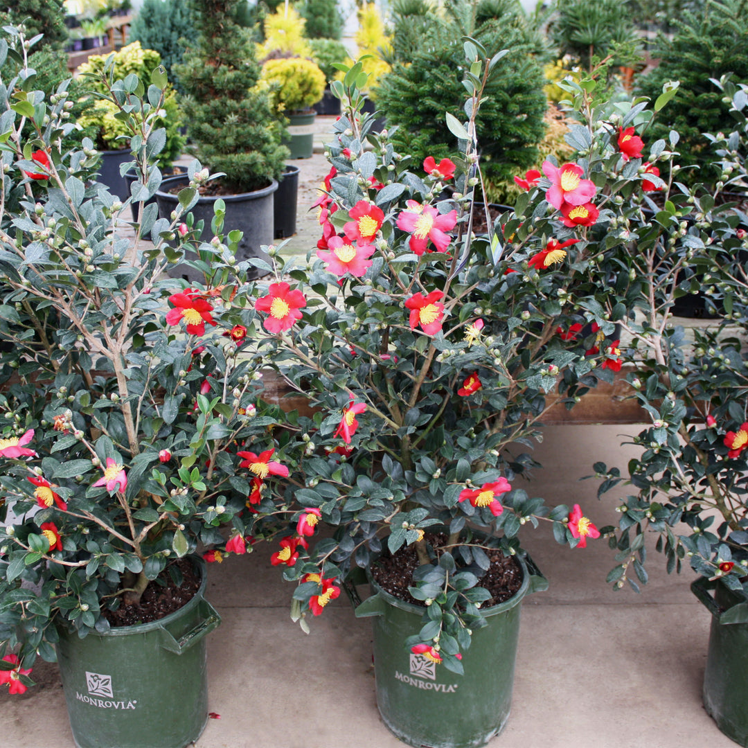 Camellia sasanqua 'Yuletide' Camellia, 7 Gallon Shrub