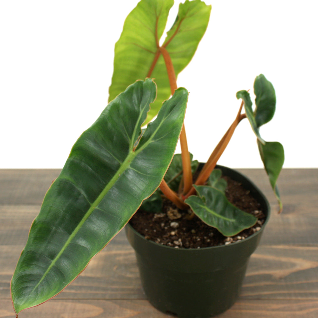 Philodendron billietiae Philodendron, 6 Inch Houseplant