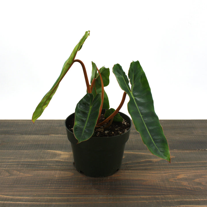 Philodendron billietiae Philodendron, 6 Inch Houseplant
