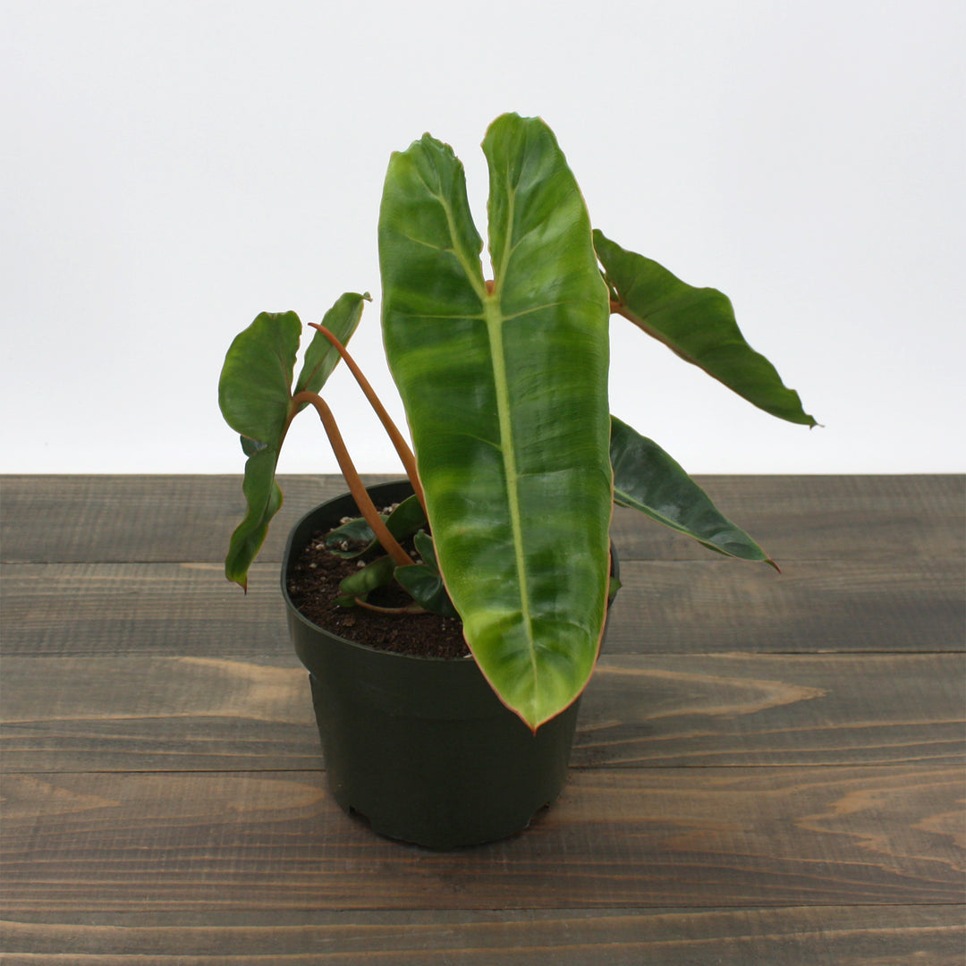 Philodendron billietiae Philodendron, 6 Inch Houseplant