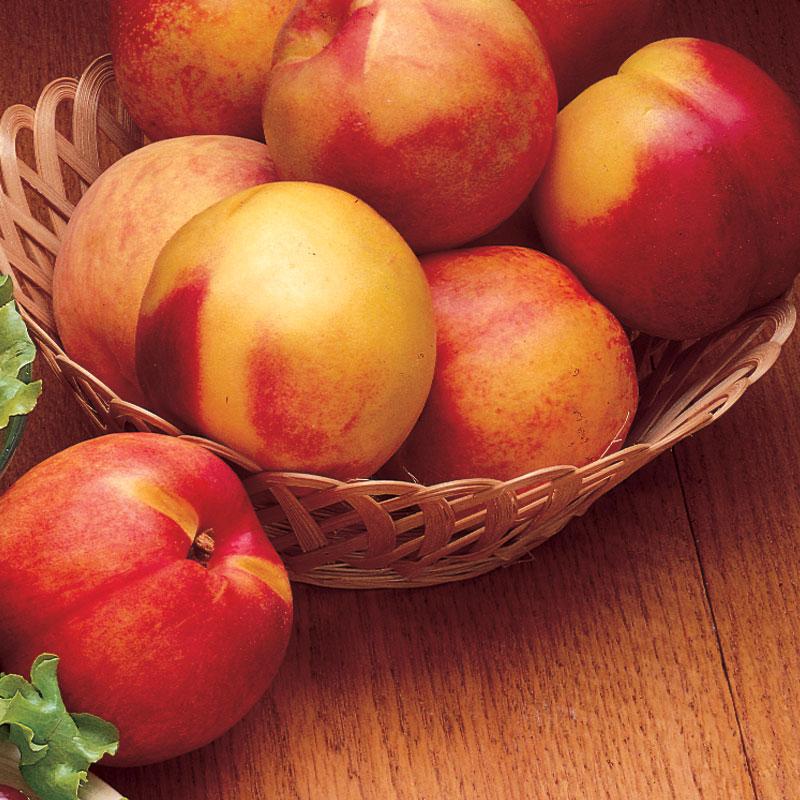Prunus persica var. nucipersica 'Garden Delight' Miniature Nectarine, 7 Gallon Tree