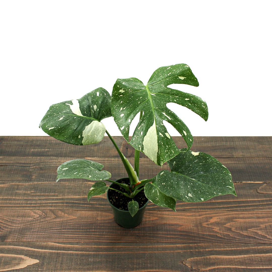 Monstera deliciosa 'Thai Constellation' Thai Constellation Split Leaf Philodendron, 4 Inch Houseplant