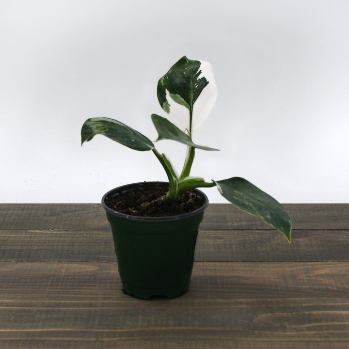 Philodendron x 'White Wizard' Philodendron, 4 Inch Houseplant