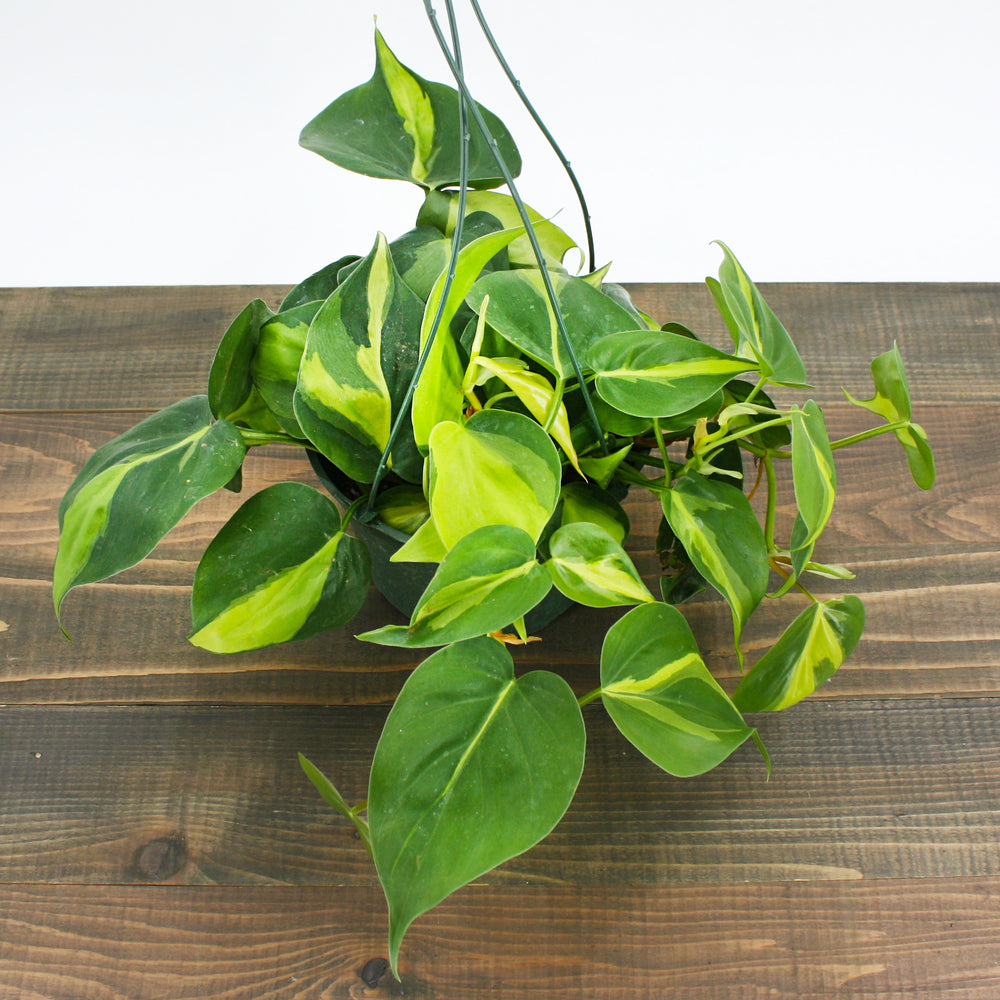 Al's Garden & Home 'Brasil' Heartleaf Philodendron (Philodendron hederaceum), 4 Inch houseplant