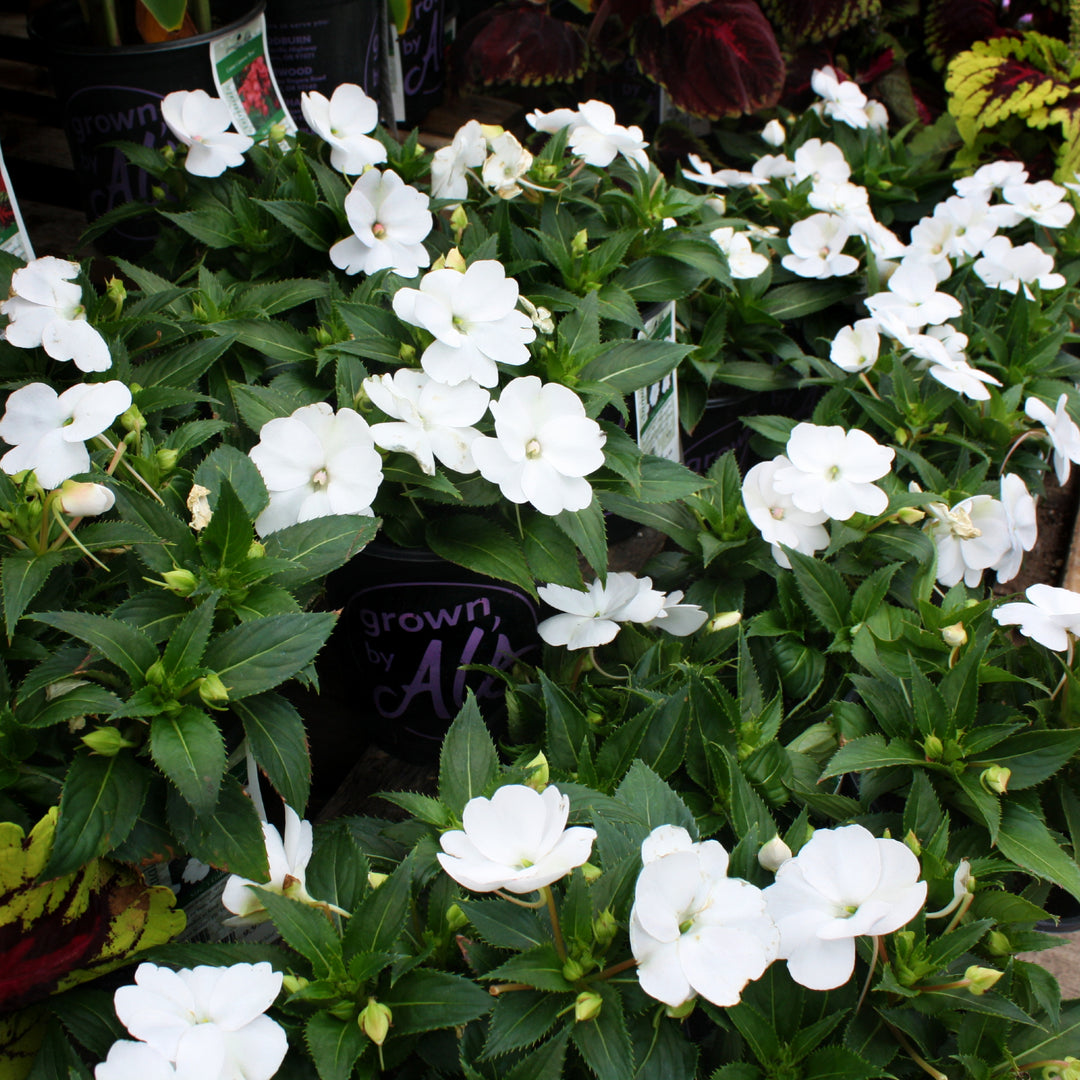 Impatiens x 'Compact Classic White' SunPatiens, 6-Pack Annual