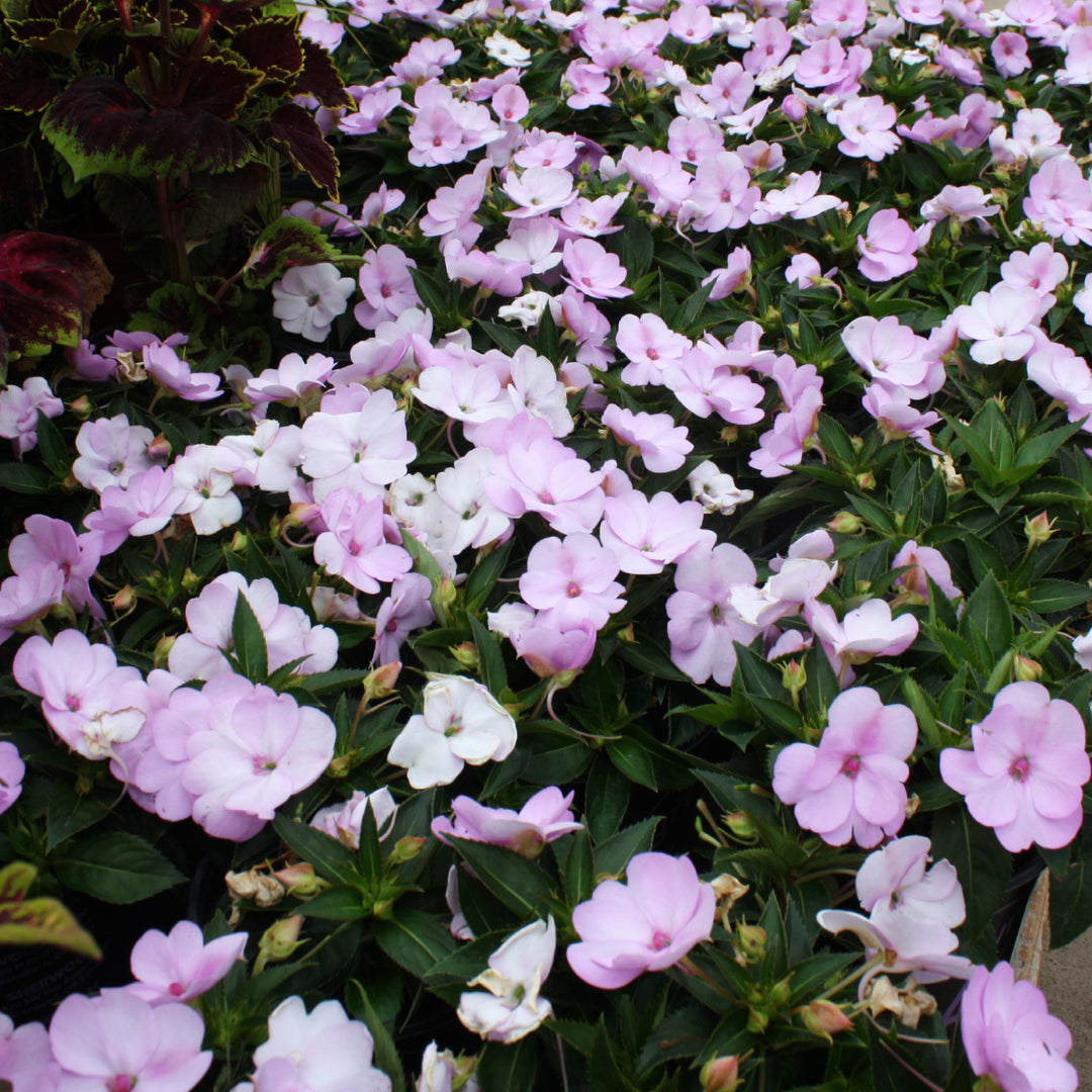Impatiens x 'Compact Orchid Blush' SunPatiens, 6-Pack Annual