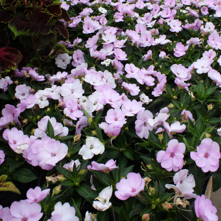 Impatiens x 'Compact Orchid Blush' SunPatiens, 6-Pack Annual