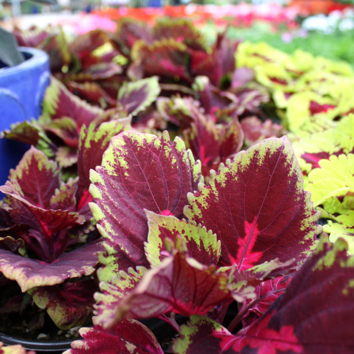 Plectranthus scutellarioides 'Kakegawa CE12' Kong® Red Coleus, 1 Gallon Annual