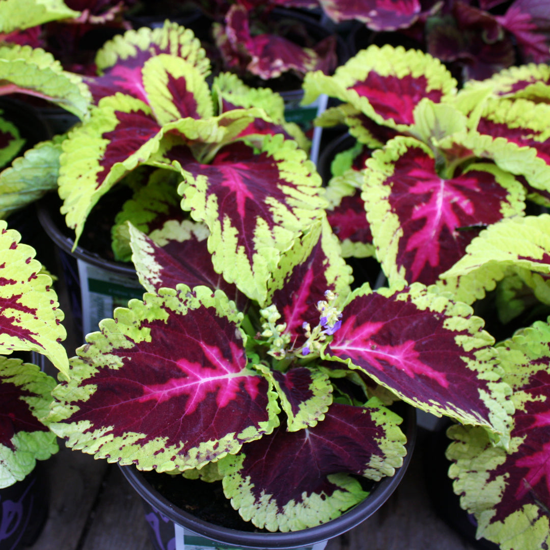 Plectranthus scutellarioides 'Kakegawa CE14' Kong® Rose Coleus, 1 Gallon Annual