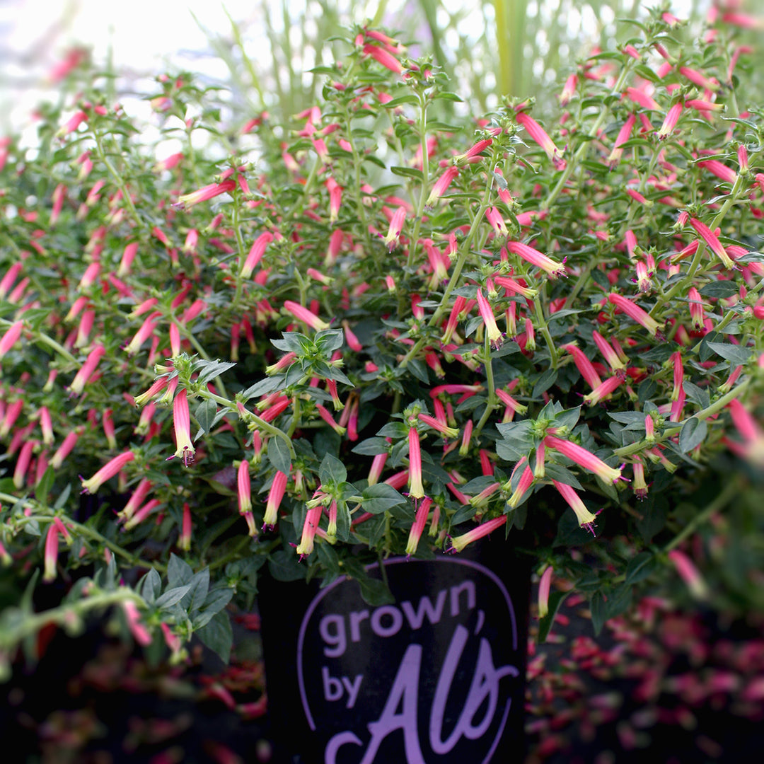Cuphea hybrid 'Honeybells' Cuphea, 1 Gallon Annual