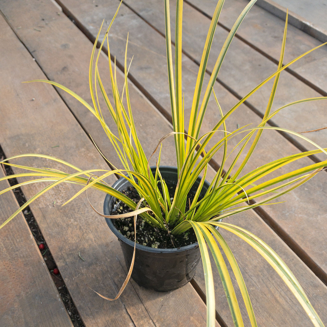 Acorus gramineus 'Ogon' Japanese Sweet Flag, 1 Quart Perennial
