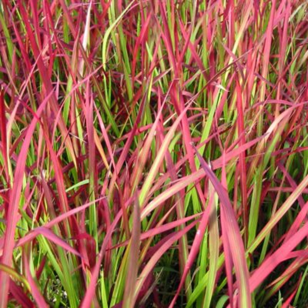 Imperata cylindrica 'Red Baron' Blood Grass, 1 Quart Perennial