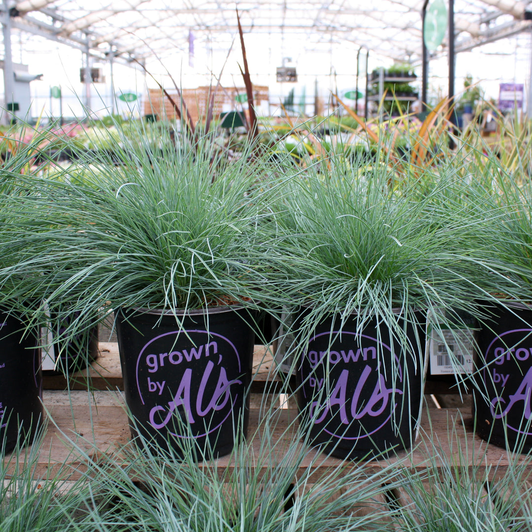 Festuca glauca 'Elijah Blue' Fescue, 1 Gallon Perennial