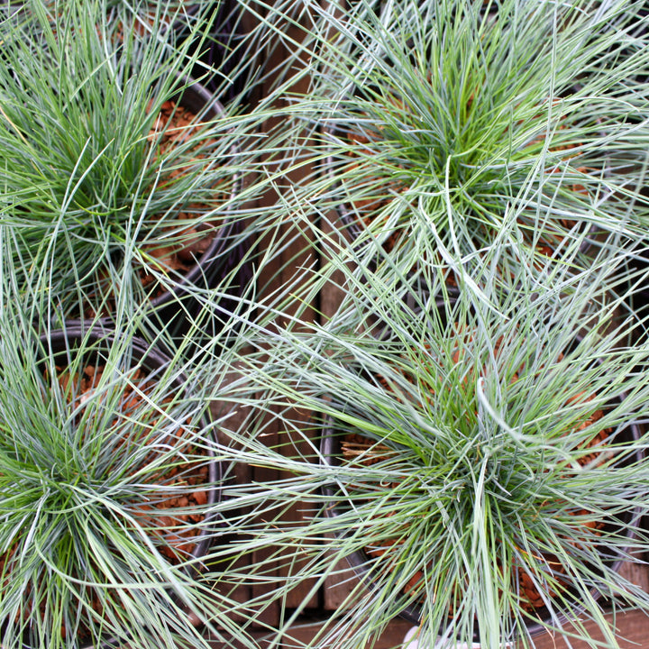 Festuca glauca 'Elijah Blue' Fescue, 1 Gallon Perennial
