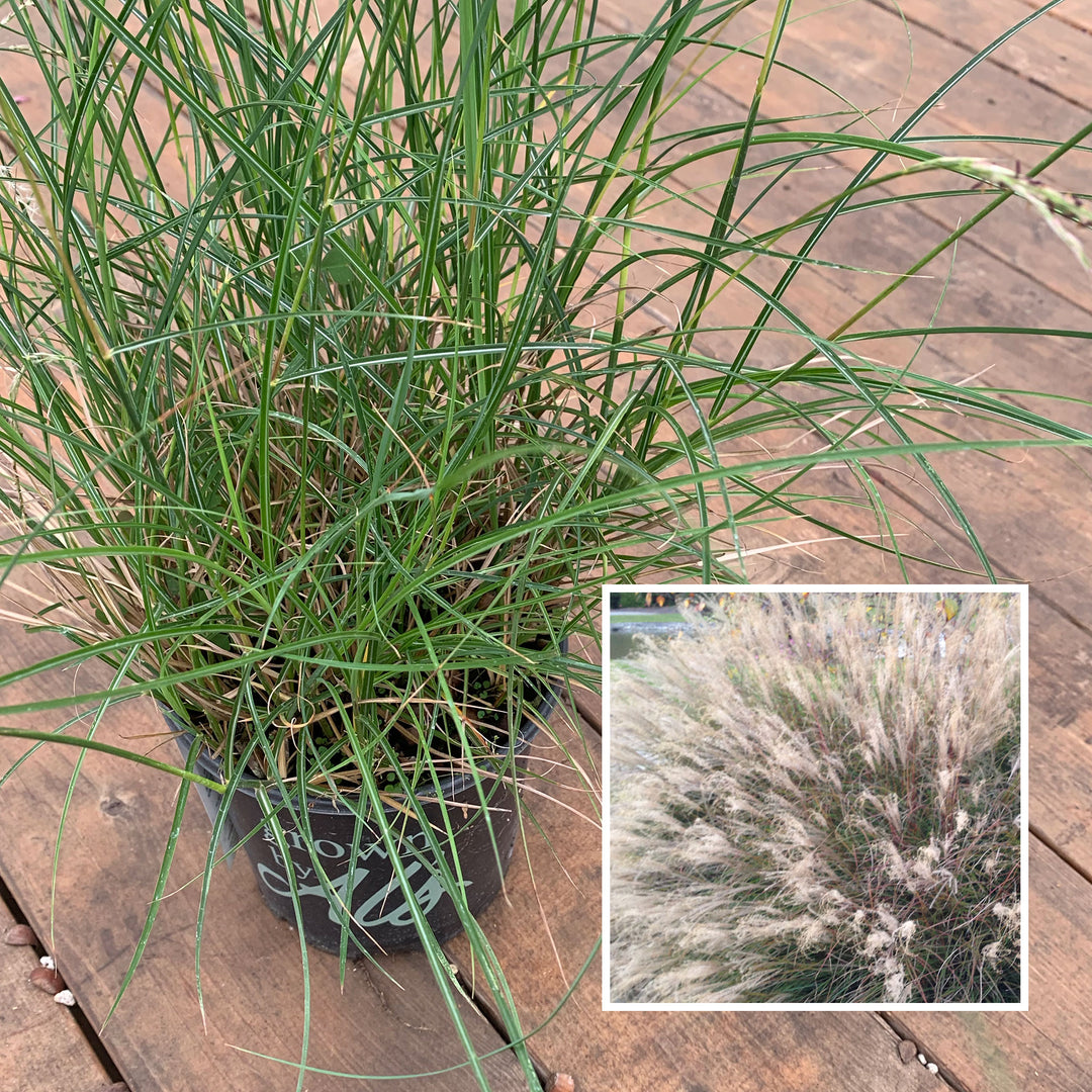 Miscanthus sinensis 'Little Kitten' Miscanthus, 1 Gallon Perennial