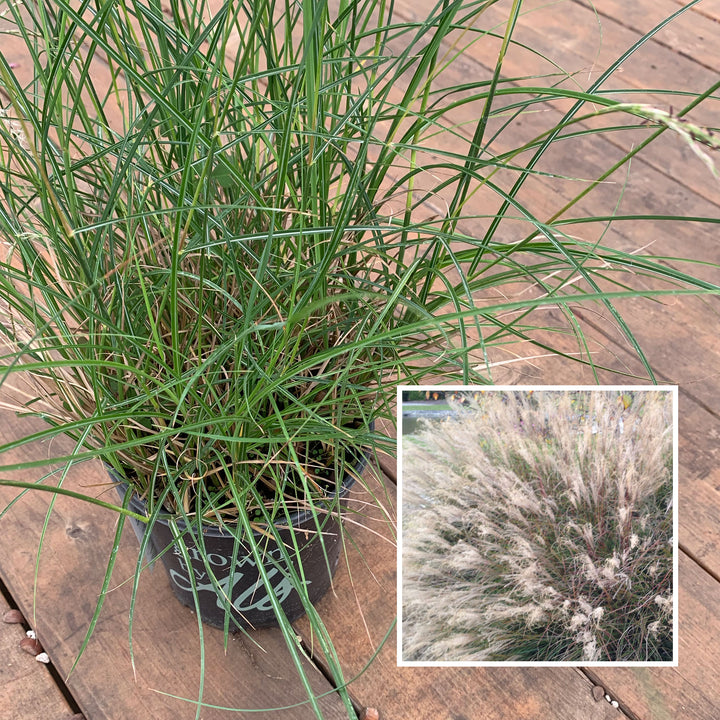 Miscanthus sinensis 'Little Kitten' Miscanthus, 1 Gallon Perennial