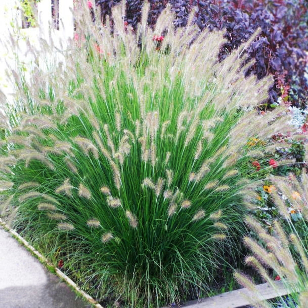 Pennisetum alopecuroides 'Hameln' Fountain Grass, 1 Gallon Perennial