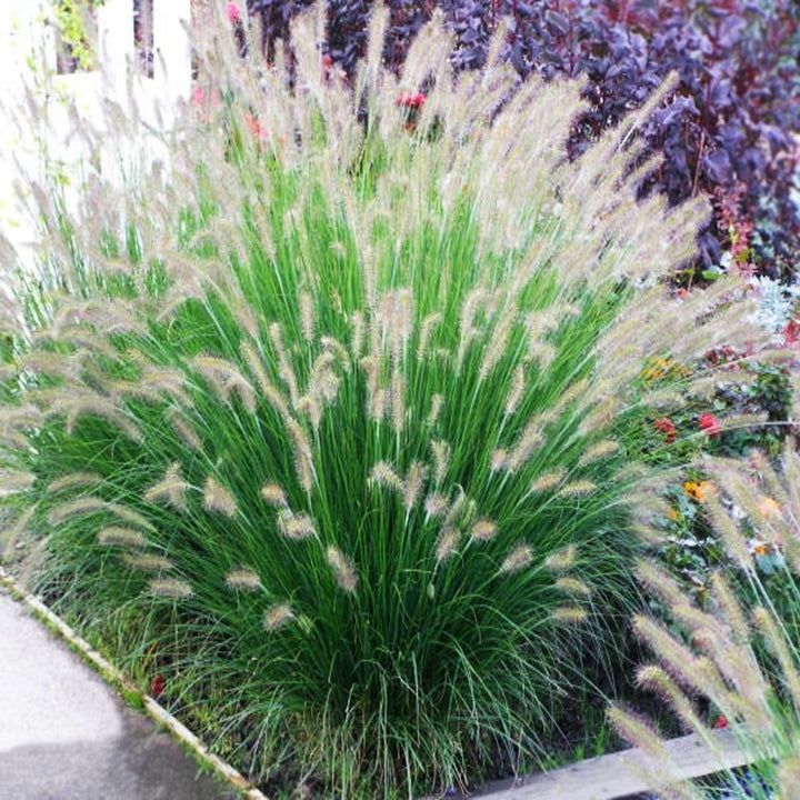 Pennisetum alopecuroides 'Hameln' Fountain Grass, 1 Gallon Perennial