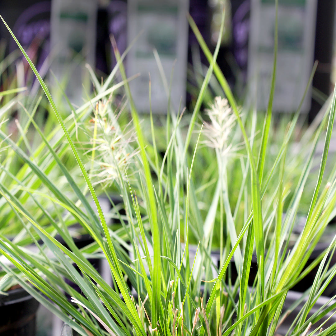 Pennisetum alopecuroides 'Hameln' Fountain Grass, 1 Gallon Perennial