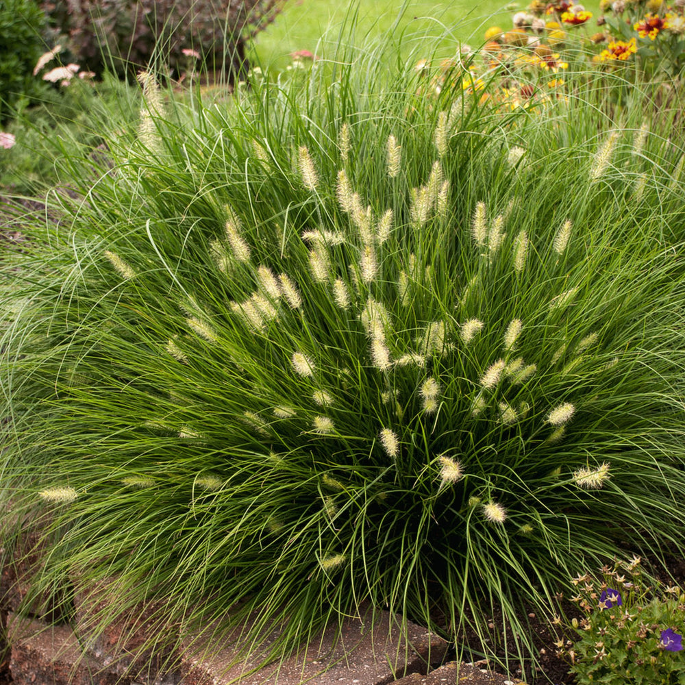 Pennisetum alopecuroides 'Little Bunny' Fountain Grass, 1 Gallon Perennial