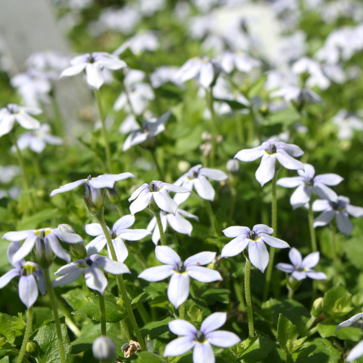 Isotoma fluviatilis 'Laurentia' Blue Star Creeper, 1 Quart Perennial