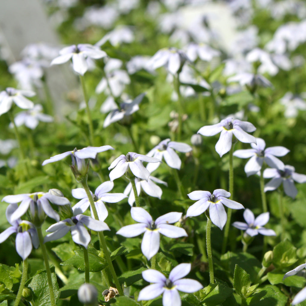 Blue Star Creeper – Al's Garden & Home