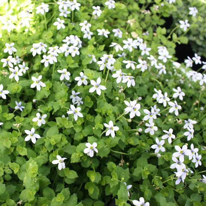 Isotoma fluviatilis 'Laurentia' Blue Star Creeper, 1 Quart Perennial