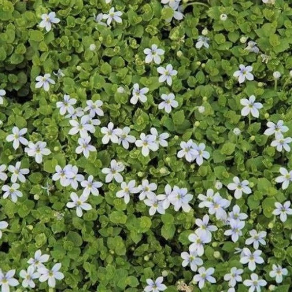 Isotoma fluviatilis 'Laurentia' Blue Star Creeper, 1 Quart Perennial