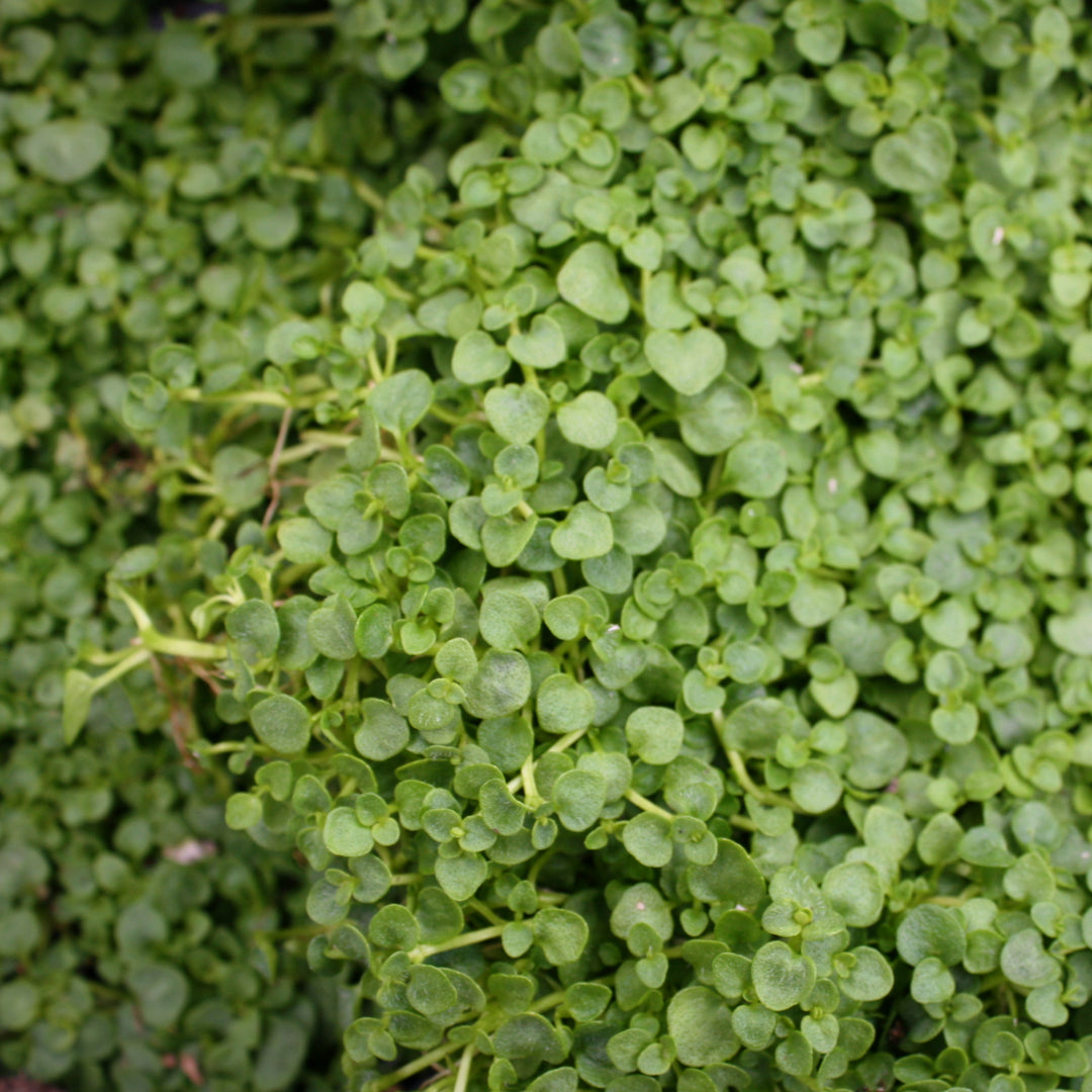 Mentha requienii Corsican Mint, 1 Quart Perennial