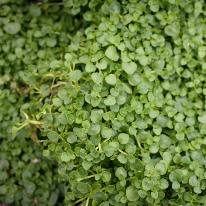 Mentha requienii Corsican Mint, 1 Quart Perennial