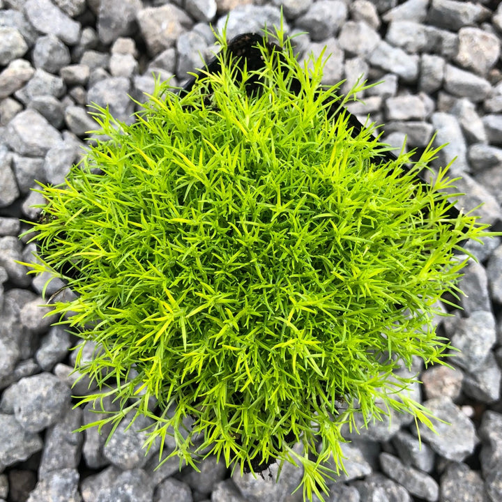 Sagina subulata 'Aurea' Scotch Moss, 1 Quart Perennial
