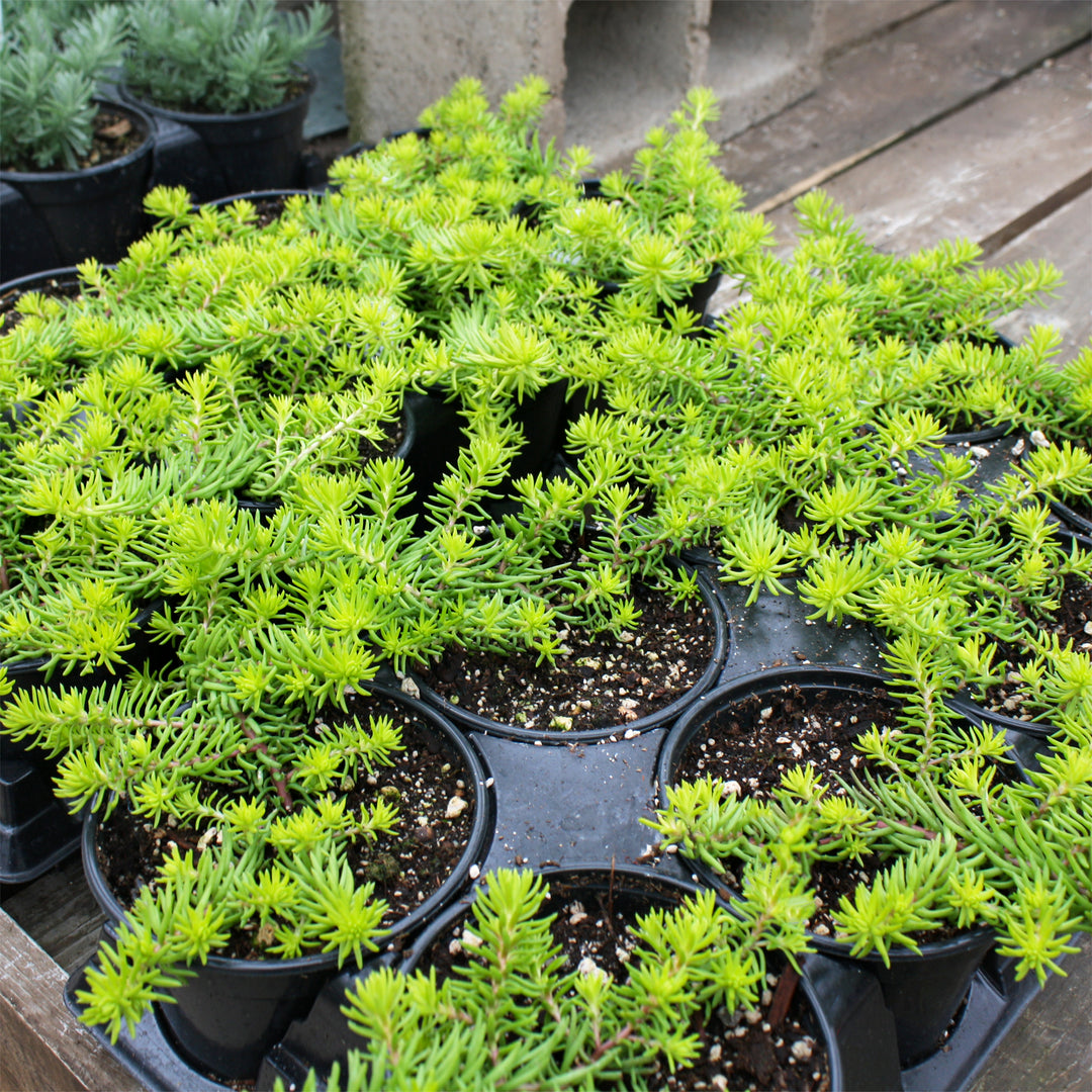 Sedum rupestre 'Angelina' Creeping Sedum, 1 Quart Perennial