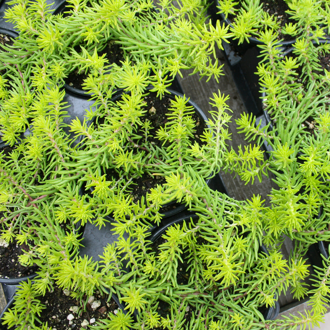 Sedum rupestre 'Angelina' Creeping Sedum, 1 Quart Perennial