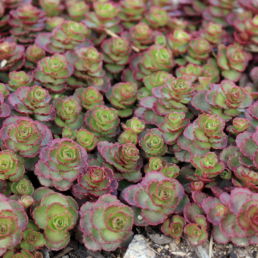 Sedum spurium 'Dragon's Blood' Creeping Sedum, 1 Quart Perennial