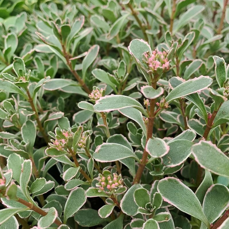 Sedum spurium 'Tricolor' Creeping Sedum, 1 Quart Perennial