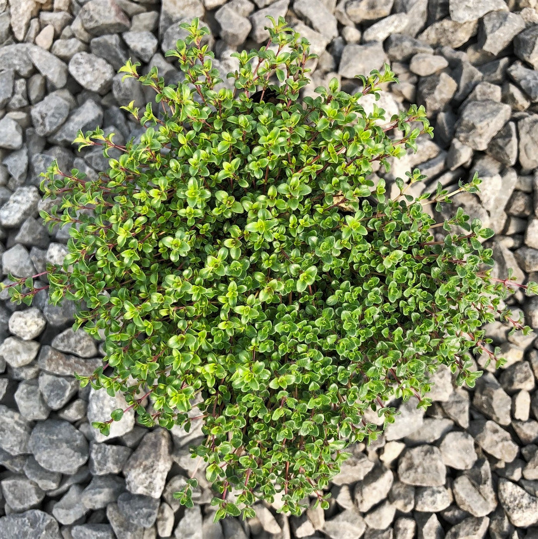 Thymus praecox 'Coccineus' Red Creeping Thyme, 1 Quart Perennial