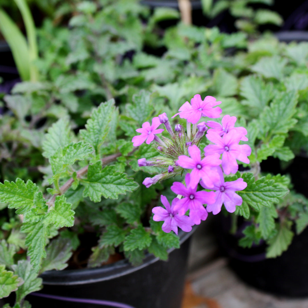 Verbena canadensis 'Homestead Purple' Verbena, 1 Quart Perennial