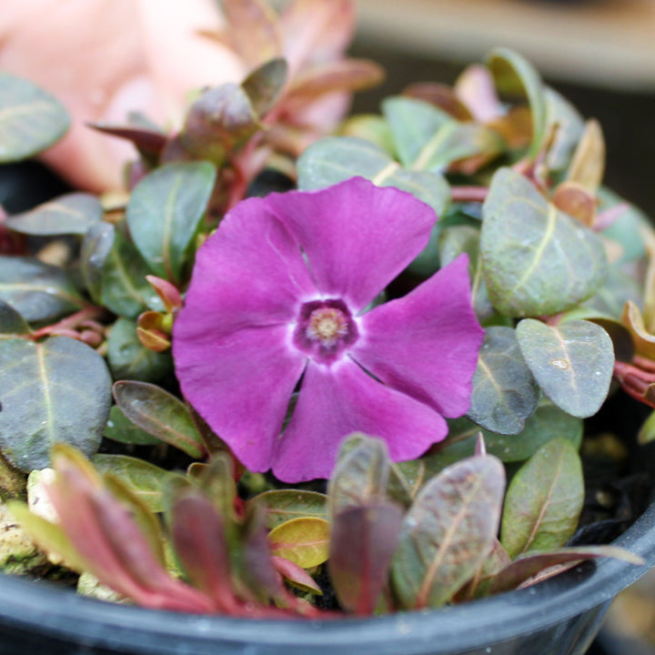 Vinca minor 'Wine' Dwarf Periwinkle, 1 Quart Perennial